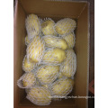 Fresh Potato New Harvest with Carton Packing